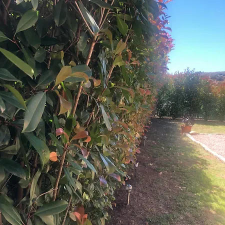 Mini-villa Mitoyenne De Type F2 Proche Golfe De Lava * Appietto